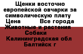 Щенки восточно европейской овчарки за символическую плату › Цена ­ 250 - Все города Животные и растения » Собаки   . Калининградская обл.,Балтийск г.